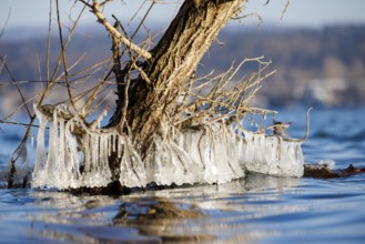 Tree with hanging icicles surrounded by the water of a lake, a winter wonder of nature, Niederzell,