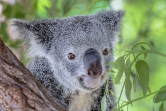 Australian koala bear in a eucalyptus tree in Queensland