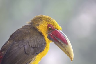 Portrait of a Saffron toucanet against defocused background, Serra da Mantiqueira, Atlantic Forest,