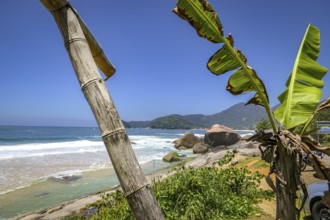 View along beautiful coastline with beach and rock slabs plants in foreground, Picinguaba, Brazil,