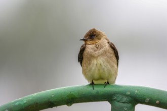Close-up of a Brown-chested Martin perched on a green metal pipe against defocused gray background,