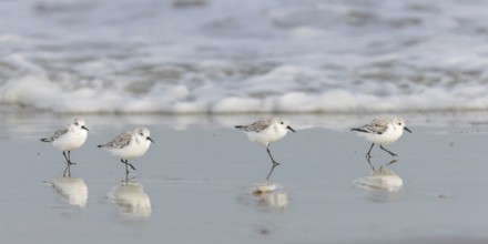 Sanderlings (Calidris alba) on the beach of Juist, East Frisian Islands, Germany, Europe