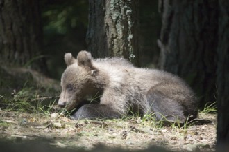 Young brown bear (Ursus arctos arctos), Transfogaras High Road, Carpathians, Romania, Europe