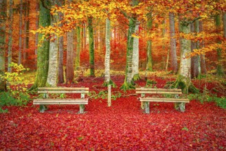 Beautiful fall landscape with a perfect place to relax, two wooden benches surrounded by the autumn