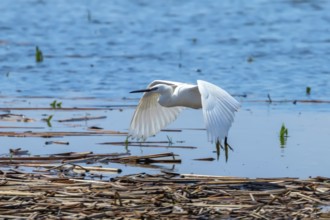 Little Egret in Flight (Egretta garzetta) Small White Heron