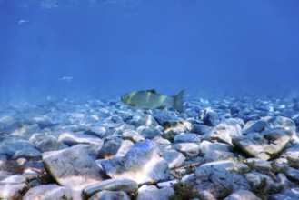 Roach fish in natural habitat, Freshwater fish underwater