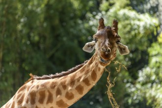 Kordofan's giraffe in captivity at the Sables Zoo in Sables d'Olonne in France
