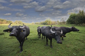 A small herd of water buffalo (Bubalus arnee) stands in a meadow in a wetland, landscape