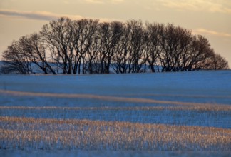 Saskatchewan plains winter extreme cold prairie scenic