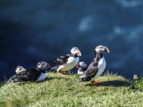 Puffin (Fratercula arctica) on a cliff on the Westman Islands, Iceland, Europe