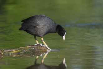 Eurasian coot (Fulica atra) resting on a river. Bas-Rhin, Collectivite europeenne d'Alsace, Grand