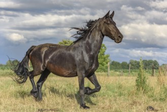 Large black horse in a spring pasture. Alsace, France, Europe