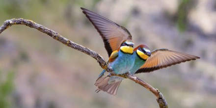 Bee-eater, Merops apiaster, Mediterranean Forest, Castilla y Leon, Spain, Europe