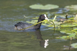 Eurasian Coot (Fulica atra) bringing a water lily to its nest. Bas Rhin, Alsace, France, Europe