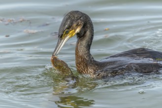 A large eel struggles to escape from a great cormorant (Phalacrocorax carbo)