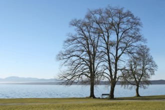 Three trees at the lake Starnberg in Bavaria, Germany, Europe