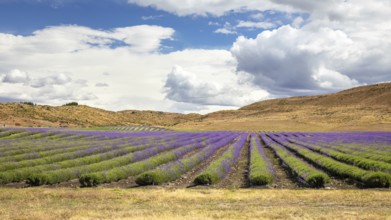 An image of a lavender field in New Zealand