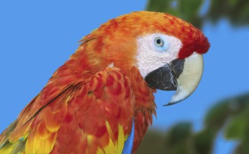 Close up Portrait of the Macaw Parrot Varna