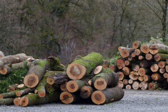 Stacked logs in a storage yard after helicopter transport from a difficult-to-access ravine forest,
