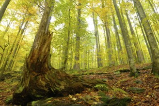 Beech forest in autumn, beech forest in fall