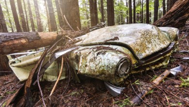 An abandoned classic vehicle rusts in a Northern California forest