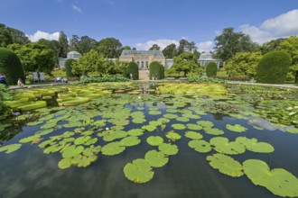 Water lily pond, behind the Moorish country house with greenhouses, Wilhelma, Zoological-Botanical