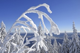 Winter landscape, fir trees, with hoarfrost, Hornisgrinde, Central Black Forest nature park Park,