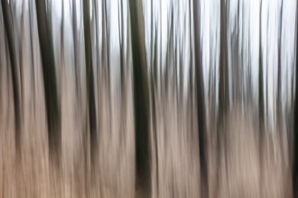Trees in the forest, blur effect, Leoben, Styria, Austria, Europe