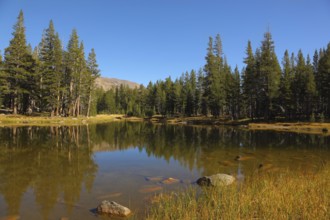 A quiet lake, surrounded by woods, in the mountains of Yosemite Park. Early autumn morning