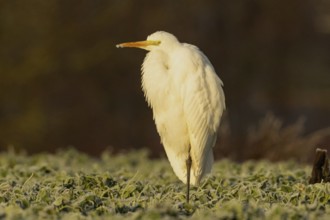 Great Egret standing in a green meadow, looking left in the morning light