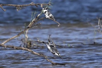 Grey Kingfisher (Ceryle rudis) with prey fish in its beak, Okavango, Bwabwate National Park,