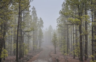 Pine forest north-east of Vilaflor on the PR-TF 72 hiking trail to the Paisaje Lunar lunar