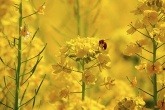 Rape flowers and bees. Shooting Location: Tokyo metropolitan area
