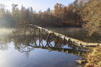 Morning atmosphere at the lake, tree lying over the water, landscape painting