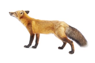 Red fox isolated on white background
