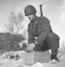 Swedish army during WW2. A soldier is seen holding a pigeon in his hands. War pigeons were used by