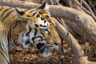 Tiger (Panthera tigris), Bengal tiger or Indian tiger, big cat (Pantherinae), carnivore