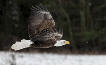 A North American bald eagle (Haliaeetus leucocephalus) at a bird of prey nature reserve