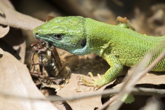 European green lizard eats a cockchafer