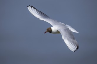 Black-headed Black-headed Gull