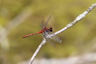 Dragonfly sitting on a branch tree