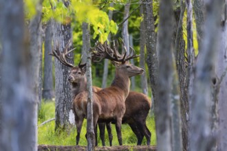 European red deer (Cervus elaphus) in rut, it is fourth the largest deer species