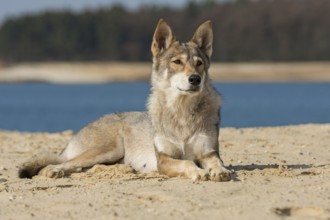 Tamaskan bitch in front of a lake :)