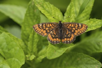 Ash Fritillary (Euphydryas maturna)