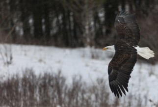 A North American bald eagle (Haliaeetus leucocephalus) at a bird of prey nature reserve