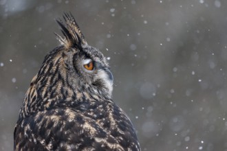A captive Eurasian eagle owl (Bubo Bubo) at bird of prey nature reserve in winter with snow on the