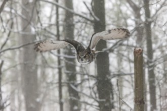 A captive great horned owl (Bubo virginianus) also known as a tiger owl at a bird of prey sanctuary