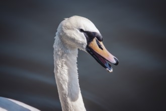 Swan (olor) Offenbach am Main, Germany, Europe