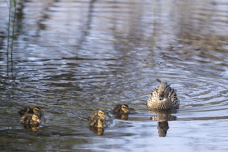 Mother duck with ducklings swimming in the water