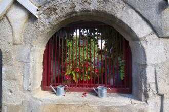 Red barred glimpse at a garden
